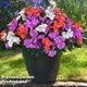 Thompson & Morgan Busy Lizzie (Impatiens) Pearl Island - 72 Plug Plants - Summer Garden Colour, Ideal For Hanging Baskets