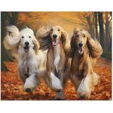 Wooden Puzzles - Dogs in Forest Afghan Hounds in Autumn Park-Jigsaw Puzzle 500 Pieces for Adults and Kids Card Game Cute Animals Large Puzzle Educational Games Decompression Toys Best Gift