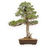 Pino a cinque aghi - 100 cm - Pinus Pentaphylla