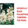 Bulbi primaverili offerta 21 bulbi polianthus tuberosa the pearl bulbi bulbs