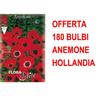 Offerta 180 Bulbi Anemone Hollandia Bulbs Bulbes