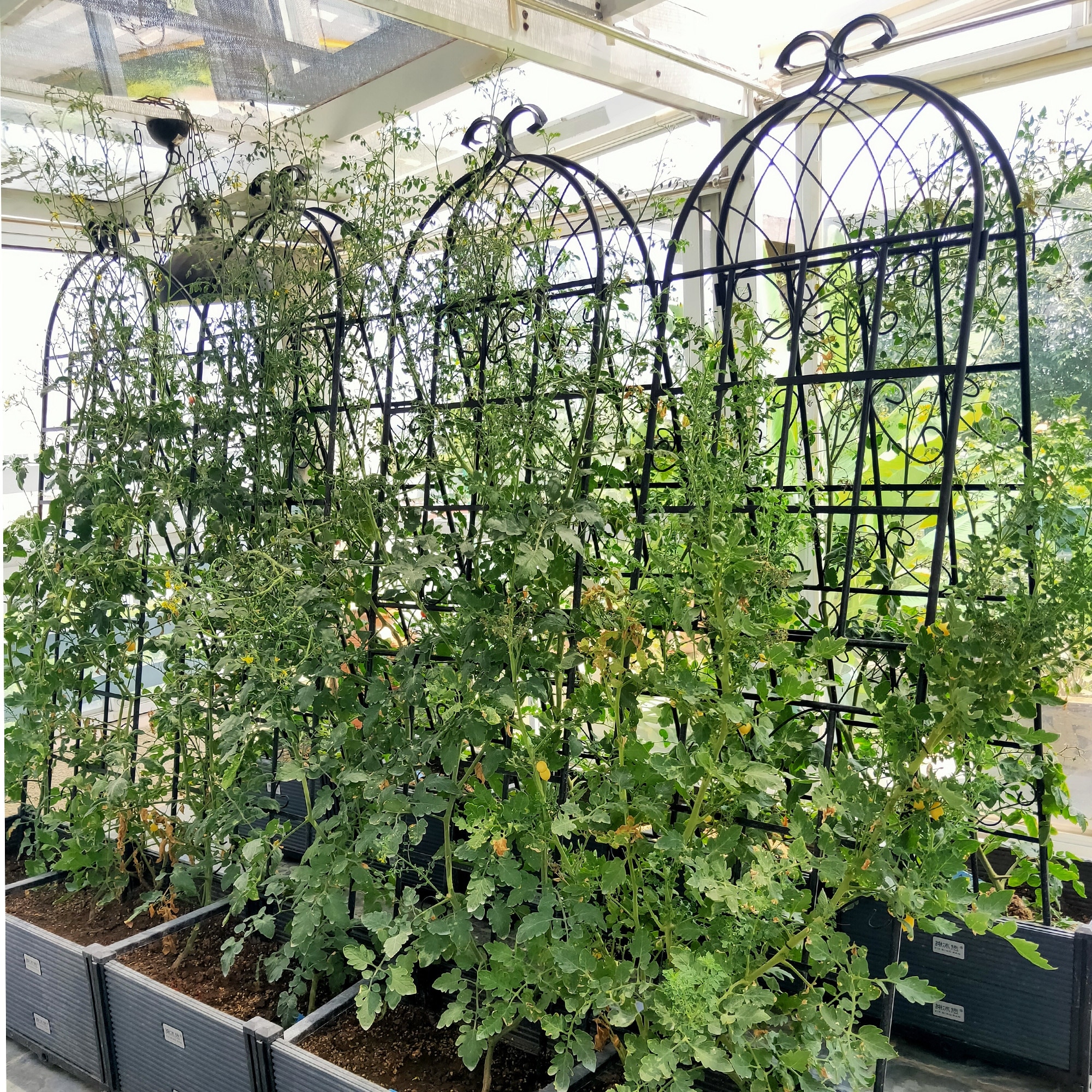 2/4 Pack Garden Trellis for Climbing Plants 71" x 19.7" Iron Plant Trellis for Potted Plant Support Tall Wall Metal Trellis