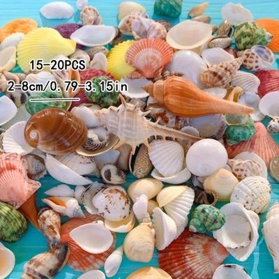 100/250g Natural Conch Shells, Aquarium Decoration...