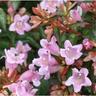 Pianteweb - 40pz Pianta Abelia Edward Goucher Rosa