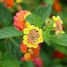 40pz Pianta Lantana Camara Colore: Magenta