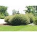 13 Hybrid Willow bush starts thick Austree Salix cuttings start w instructions