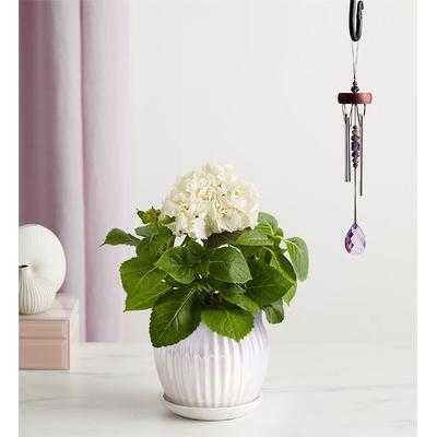 1-800-Flowers Plant Delivery Blissful Blooming Hydrangea Small Plant White W/ Windchime