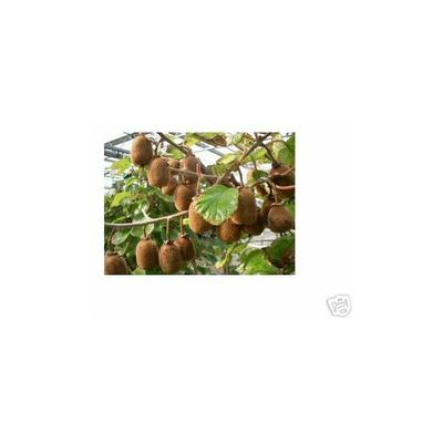 Kiwi - Pflanze Jenny echt selbstfruchtend ca. 80-100 cm Image