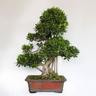 Kentis - Bonsai Ficus Microcarpa - Bonsai Ficus Retusa - h 90-100 cm Vaso ø 46 cm