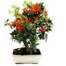 Bonsai Pyracantha - Bonsai Agazzino - H 35-40 cm Vaso Ø 20 cm