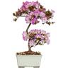 Kentis - Bonsai di Azalea Satsuky - Rhododendron Indicum - h 30-35 cm Vaso ø 15 cm