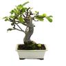 Kentis - Bonsai Ficus Carica - Bonsai di Fico Comune - h 40-45 cm Vaso ø 27 cm