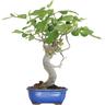 Kentis - Bonsai Ficus Carica - Bonsai di Fico Comune - h 50-60 cm Vaso ø 27 cm