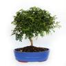 Kentis - Bonsai Zanthoxylum Piperitum - Pepe Sichuan - h 30-40 cm Vaso ø 26 cm