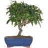 Bonsai dal Giappone Gardenia Augusta - H 35-40 cm Vaso Ø 21 cm