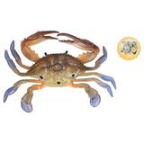 Crab Marine Animal Model Figure Ocean Model Toy Educational Animal Toys for KidsPL127-1298