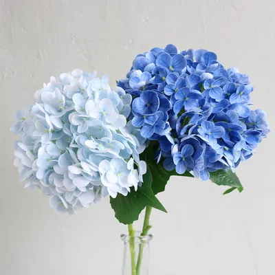 Flowers+Plants