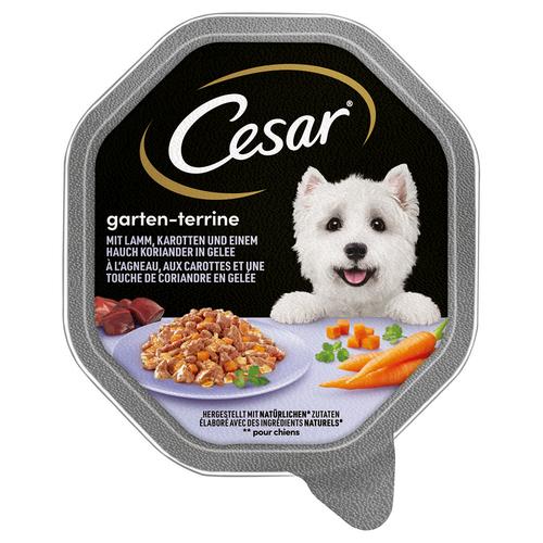 14x 150g Lamm, Karotten und Koriander in Gelee Cesar Hundefutter nass