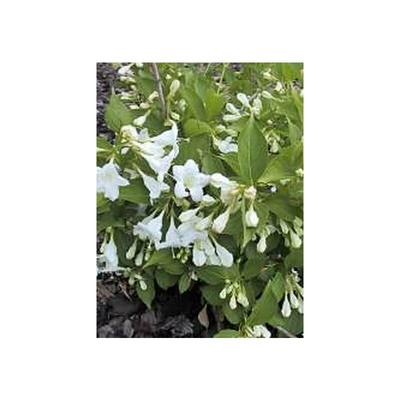 Weißblühende Weigela, Zierstrauch, 2 mal blühend Image