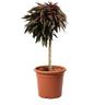 Pesco Nano Crimson Bonfire - Prunus Persica - Pianta da Frutto - Vaso ø 24 cm