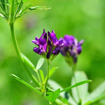 Luzerne 25 kg Medicago sativa Alfalfa Schneckenklee Ewiger Klee Nutzpflanze Saat Image