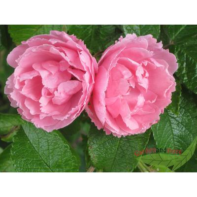Rosa Nelkenrose Pink Grootendorst robuste Strauch Rose kleine Blüten im Topf Image