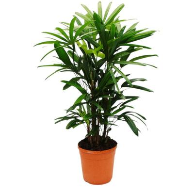 Steckenpalme - Rhapis excelsa - Bambuspalme - 21cm Topf - 80-100cm hoch