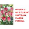 Bulbi autunnali offerta 70 bulbi tulipano fosteriana flaming purissima bulbi bulbs bulbes