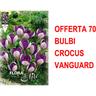 Offerta 70 bulbi crocus vanguard bulbs bulbes