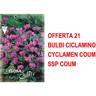 Peragashop - offerta 21 bulbi ciclamino cyclamen coum ssp coum bulbs bulbes