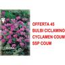 Offerta 45 bulbi ciclamino cyclamen coum ssp coum bulbs bulbes