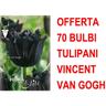 Peragashop - offerta 70 bulbi tulipano sfrangiati vincent van gogh bulbs bulbes