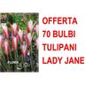 Offerta 70 bulbi tulipano lady jane bulbs bulbes