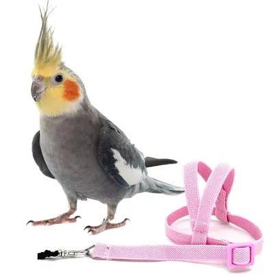 Hot Sale Anti-bite Flying Training Rope Parrot Bird Pet Leash Kits Ultralight Harness Leash Soft