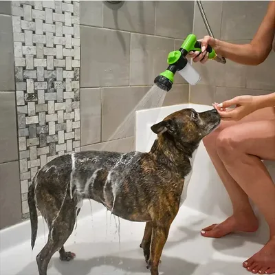 Hochdrucks prüh düsens ch lauch Hunde dusch pistole 3-Modus einstellbare Haustier wäsche Reinigungs Image