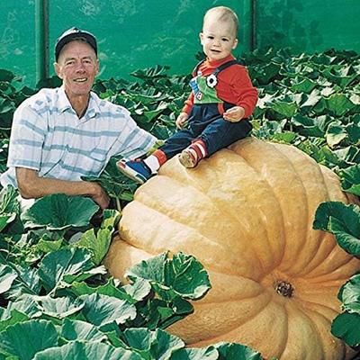 TEMU Biggest Pumpkin In The World 10 Seeds Grow Pumpkins