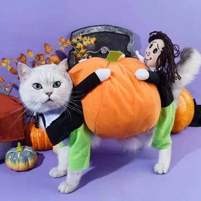 Pet+Costumes