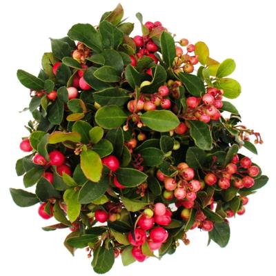 Teppichbeere - Gaultheria procumbens - Scheinbeere - Rebhuhnbeere - winterharte Pflanze mit