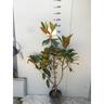 Magnolia Grandiflora Gallisoniensis vaso 20c