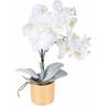 Giordanoshop - Set 2 Centrotavola con Orchiedea Ø9 cm Bianco