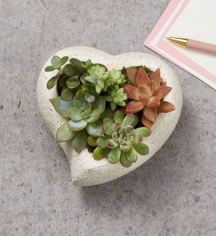 1-800-Flowers Plant Delivery October - Succulent Heart Garden Plant Continuity-October- Succulent Heart Garden