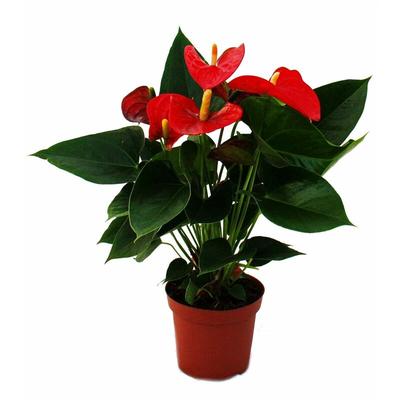 Flamingoblume 'Sierra Red' rot Anthurium andreanum 14cm