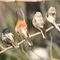Simulation d'oiseau en mousse, 4 pièces, moineau réaliste, décoration de jardin, Robin, ornements de jardin extérieur pour la maison