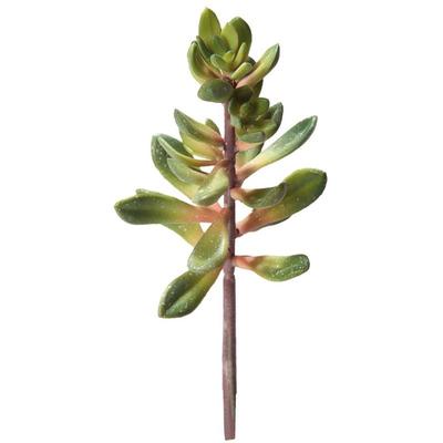 Hobby - Kalanchoe, Höhe 20 cm