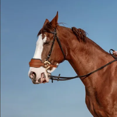 Horse Bit Brown Bridle Leather Padded English Western Adjustable Nose Curb Chain Horse Riding