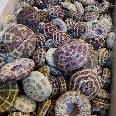 TEMU Set Of 4 Natural Sea Shells For Diy Decor, Picture Frames, Table Lamp Crafts, And Ornamental Accessories - Ba Gua Ocean Echinoid Shell Pack For Projects