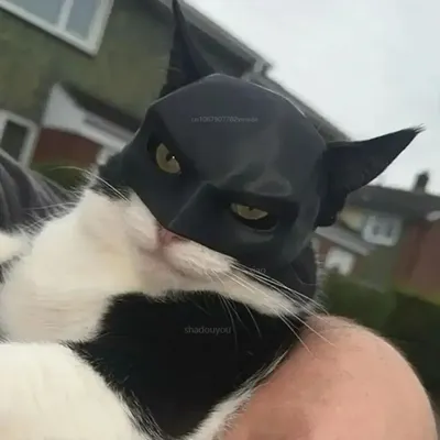 TONG Katze Fledermaus Cool Man Maske Katze Avenger Maske Matt Niedliche Fledermausmaske Superhelden Image