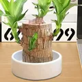 Mini vassoio di legno fortunato brasiliano ceppo di albero in vaso idroponico mini vassoio ornamenti per piante da scrivania per interni per purificare l'aria interna