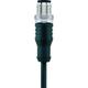 Escha - 8043818 Connettore confezionato per sensore o attuatore M12 Spina dritta 5.00 m Numero di