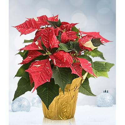 Flowers - Red and White Christmas Poinsettia